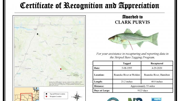 One Remarkable Fish: Tag return shows North Carolina striped bass
